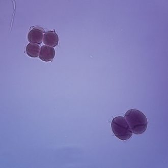Starfish Early Cleavage, w.m. Microscope Slide