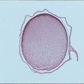Frog Uncleaved Egg, rep. sag. sec. 10 µm, H&E Microscope Slide