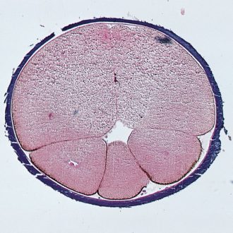 Frog Early Cleavage, rep. sag. sec. Microscope Slide