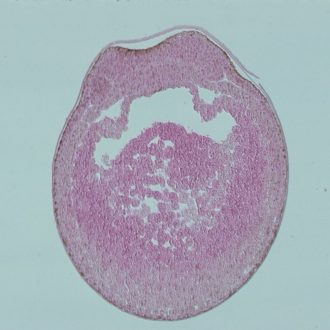 Frog Early Neural Groove, c.s Microscope Slide