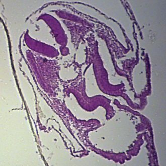 Chick 48-Hour Embryo Slide, rep. c.s.