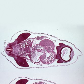 Pig 8-12 mm Embryo Slide, rep. c.s.