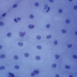 Amphibian Simple Squamous Epithelium, w.m. - H Microscope Slide