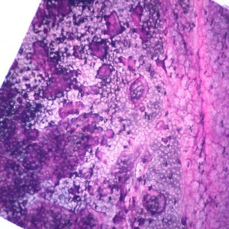 Mammal Simple Squamous Epithelium, w.m. Microscope Slide