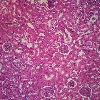 Mammal Simple Cuboidal Epithelium, sec. 7 µm H&E Microscope Slide