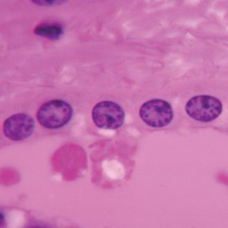 Human Simple Cuboidal Epithelium, 7 µm, H&E