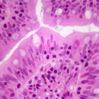 Mammal Simple Columnar Epithelium Slide, thin sec., H&E