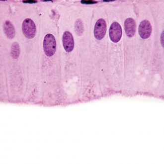 Human Simple Columnar Epithelium Slide, 7 µm, H&E