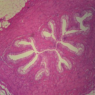 Mammal Transitional Epithelium Slide, 7 µm, H&E