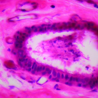 Human Stratified Columnar Epithelium, sec. 7 µm H&E Microscope Slide