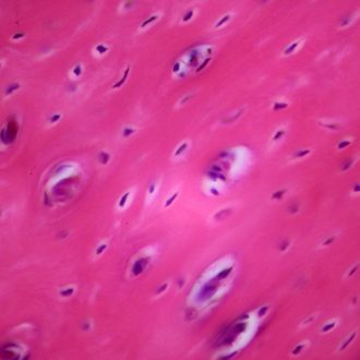 Mammal Compact Bone, c.s. 7 µm H&E Microscope Slide