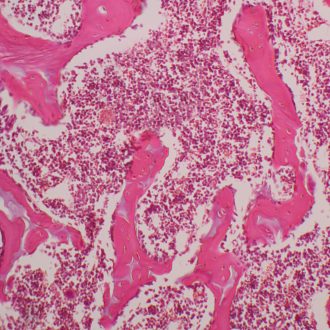 Mammal Bone Marrow sec. 7 µm H&E Microscope Slide