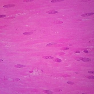 Human Smooth Muscle, sec. Thin Microscope Slide