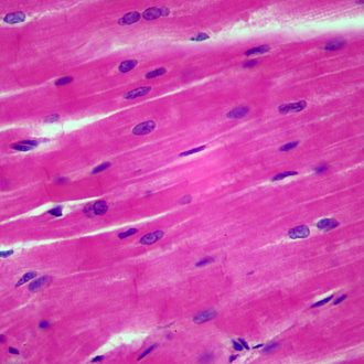 Mammal Cardiac Muscle, sec. 7 µm H&E Microscope Slide