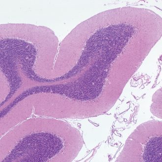 Mammal Cerebellum, sec. Microscope Slide, 7 µm H&E