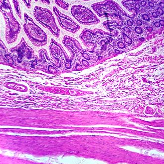 Mammal Auerbach's Plexus Slide, sec., H&E