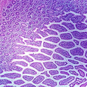 Mammal Meissner's Plexus Slide, sec., H&E