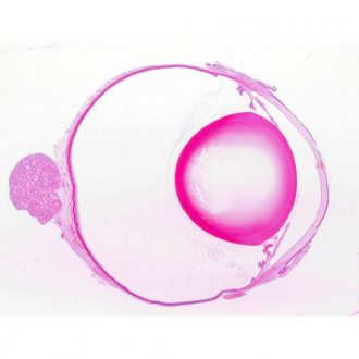 Mammal Eye, median l.s., 7 µm, H&E, Microscope Slide