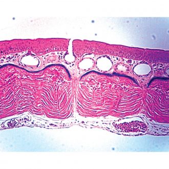 Skin, Frog, Sec. Microscope Slide