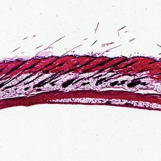 Mammal Hairy Skin sec. 7 µm H&E stain Microscope Slide