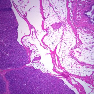 Mammal Parotid Gland, sec. 7 µm, H&E Microscope Slide