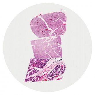 Mammal Salivary Glands Composite, sec. 7 µm, H&E Microscope Slide