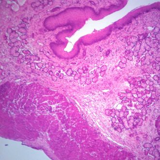 Mammal Esophagus Epithelium, c.s. 7 µm, H&E Microscope Slide