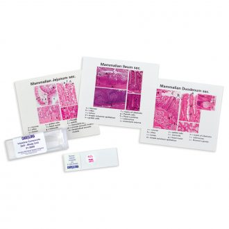 Discovering Intestine Tissues Self-Study Unit, Microscope Slide Set