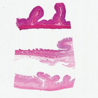 Mammal Stomach Composite, sec. 7 µm H&E Microscope Slide