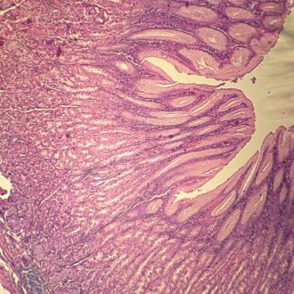 Human Fundic Stomach, sec. 7 µm H&E Microscope Slide
