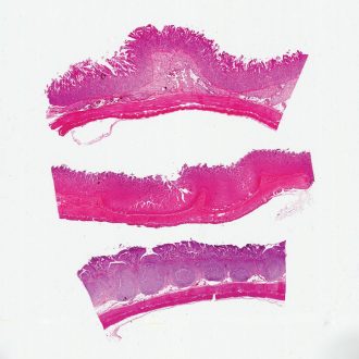 Mammal Intestine Composite, sec. 7 µm H&E Microscope Slide