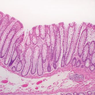 Mammal Colon, c.s. sec. 7 µm H&E Microscope Slide