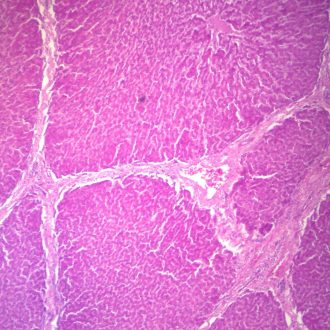 Mammal Liver, sec. 7 µm, H&E Microscope Slide