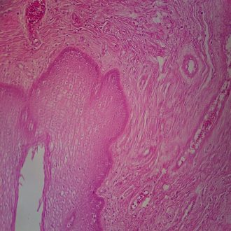 Mammal Bladder, sec. 7 µm H&E Microscope Slide