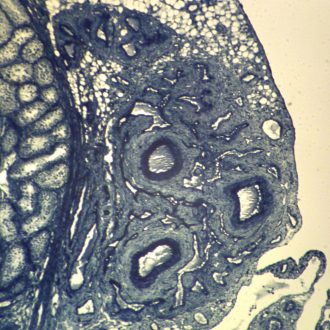 Mammal Testis, sec. 7 µm, H Microscope Slide