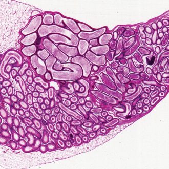 Mammal Epididymis, sec. 7 µm, H&E Microscope Slide