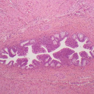 Human Male Urethra Slide, c.s., 7 µm, H&E
