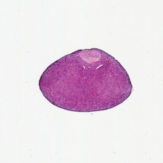 Mammal (Pituitary) Hypophysis, sec. 7 µm, H&E Microscope Slide