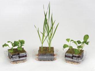 Hydroponics and Sustainability Kit