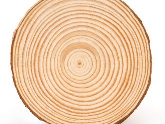 Tree Cross Section (Cookie), Pack of 15