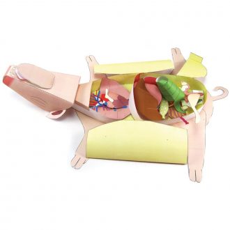 Origami Organelles™ 3-D Model Kit: Fetal Pig Dissection