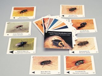 Forensic Insect Identification Cards