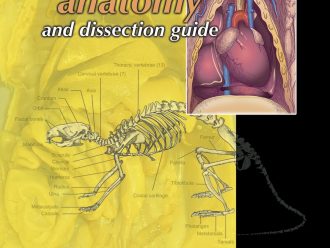 Rat Anatomy and Dissection Guide