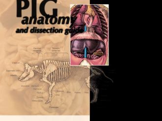 Pig Anatomy and Dissection Guide