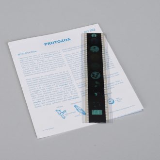 Protozoa Microslide® Lesson Set