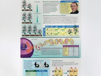 Genetics of Heredity Poster