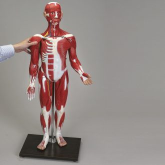 Altay Human Sexless Muscular Figure
