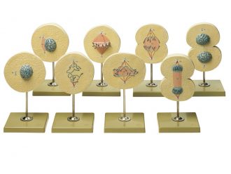 Somso Animal Mitosis Model Set
