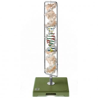 Somso® DNA Double Helix Model