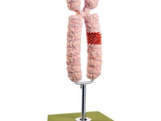 Somso Chromosome Model